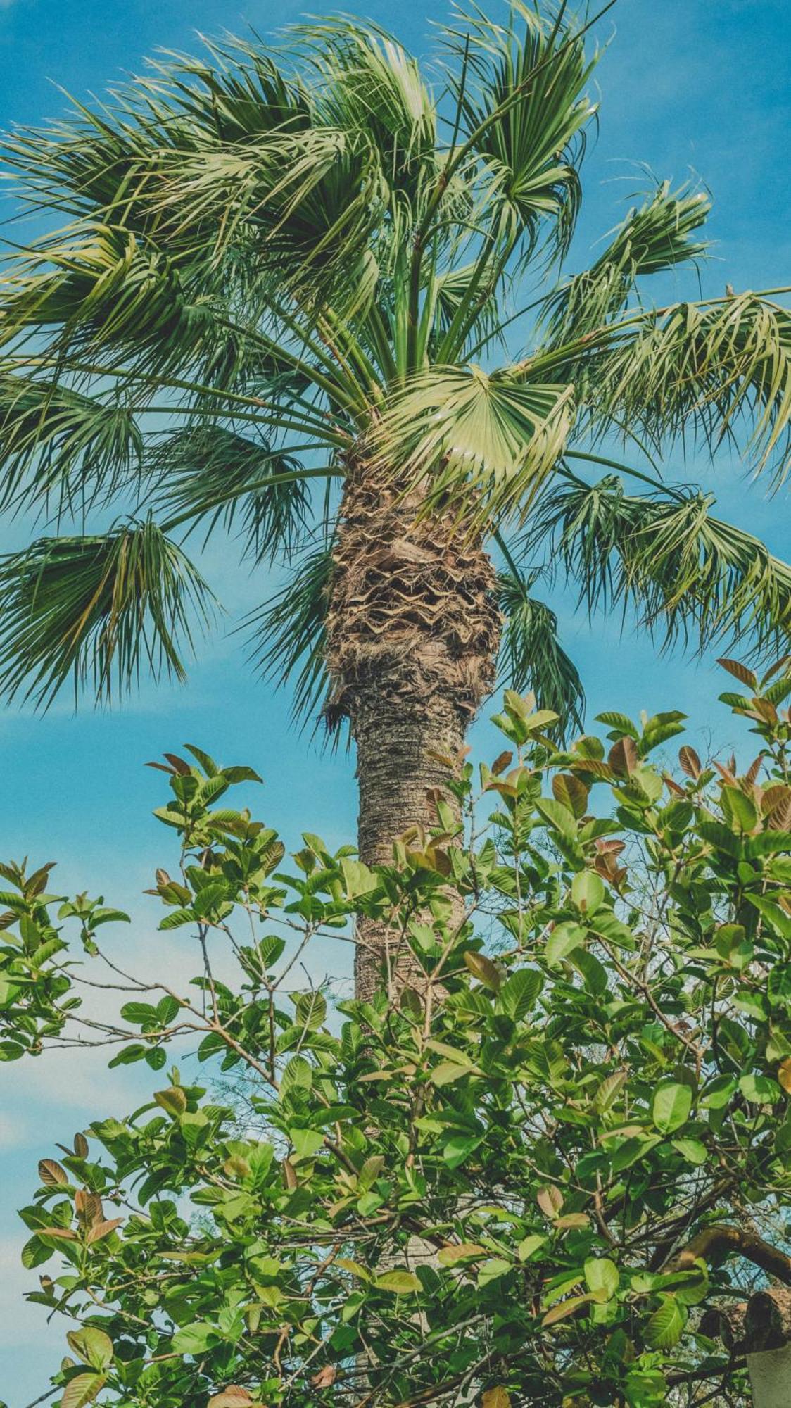Pine House - Faro Airport, Beach And City Center المظهر الخارجي الصورة
